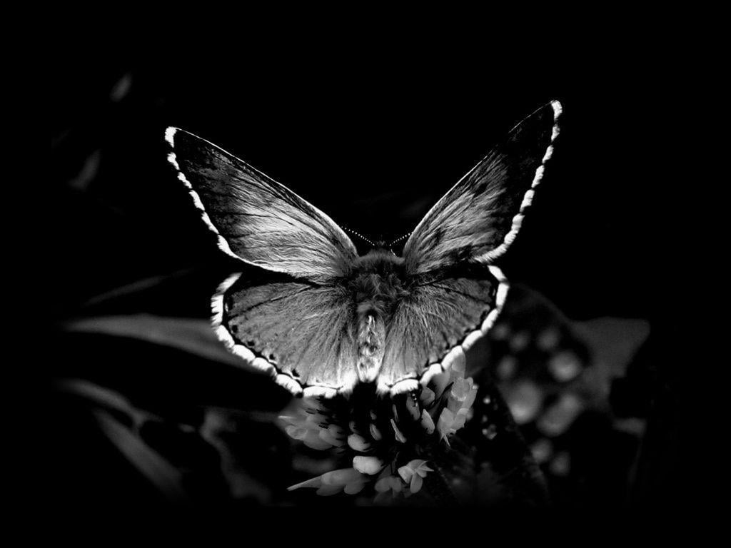 Pix For > Black Butterflies Wallpaper
