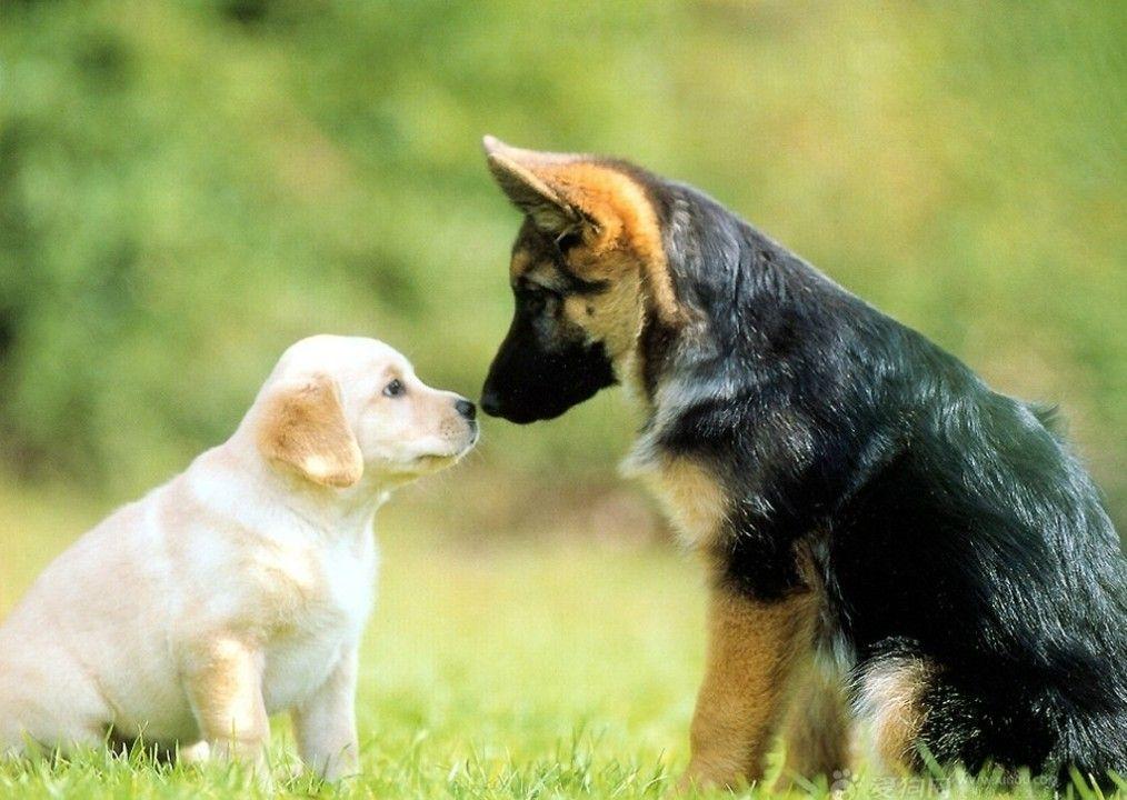 Things To Know About German Shepherd Dog. About Dog Breeds