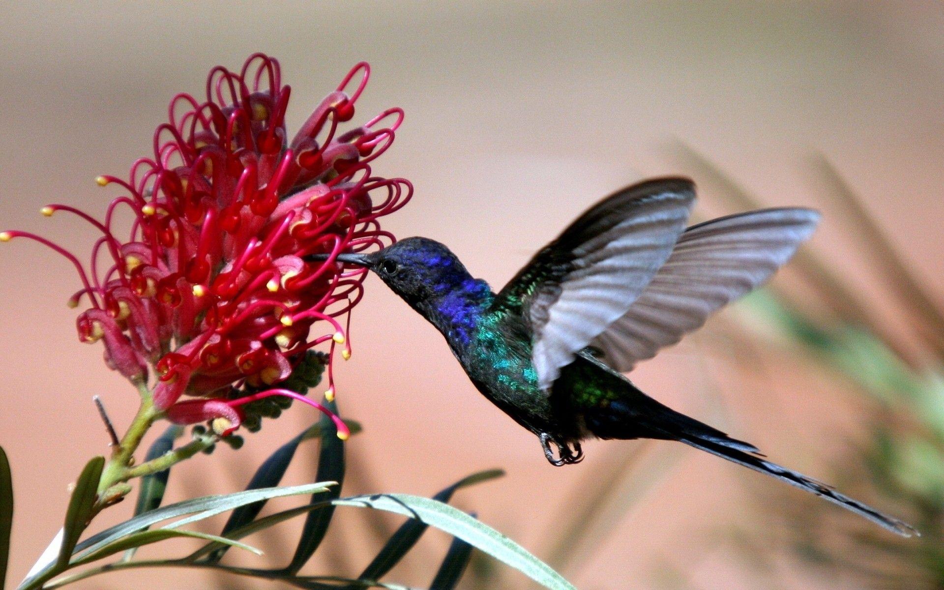 Hummingbird And Exotic Flower Desktop Wallpaper