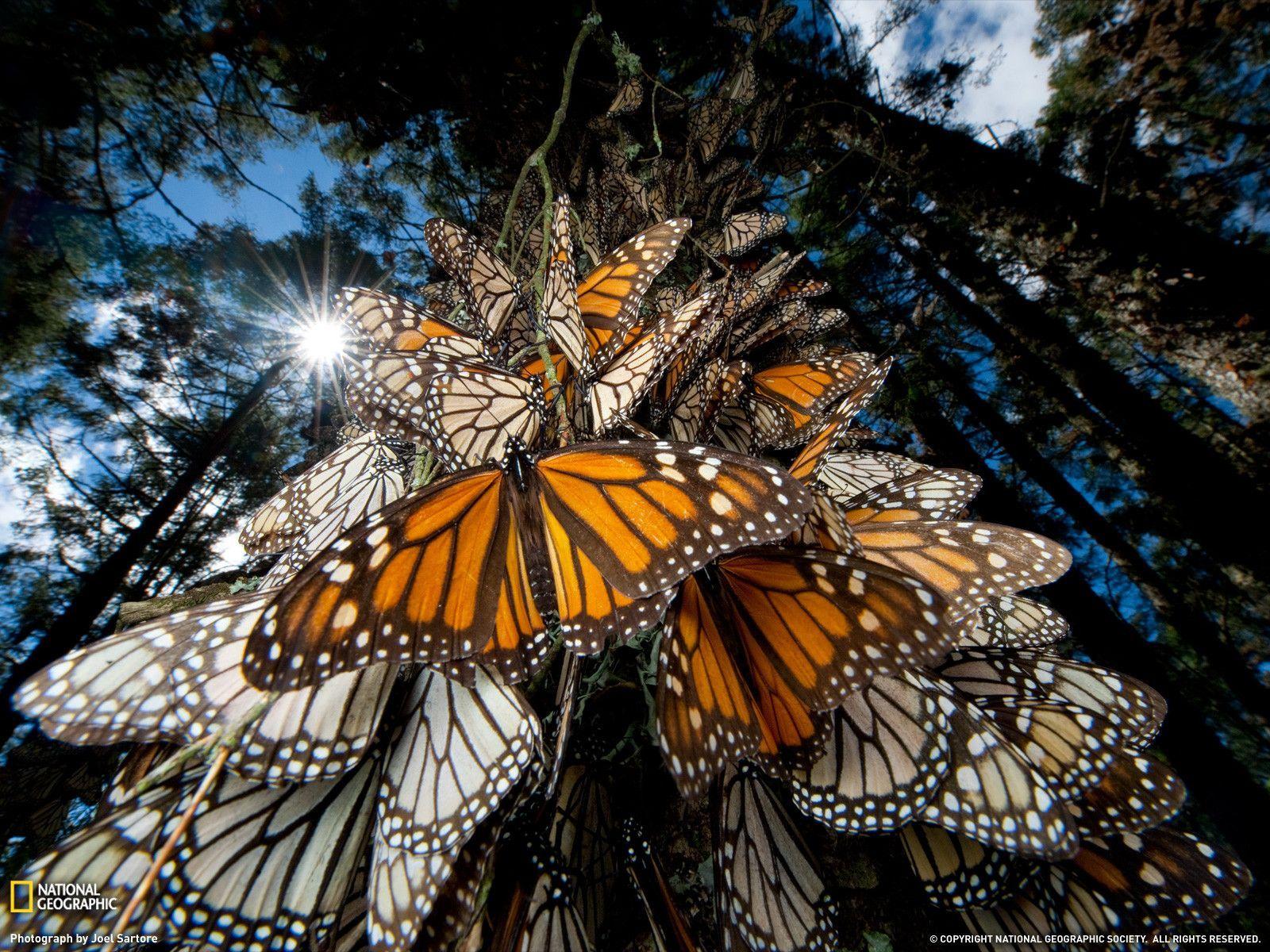 Monarch Butterflies Photo, Animal Migration Wallpaper