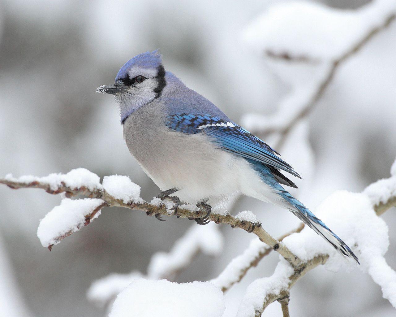 Free Widescreen Winter Snow Bird Pics Wallpaper & background