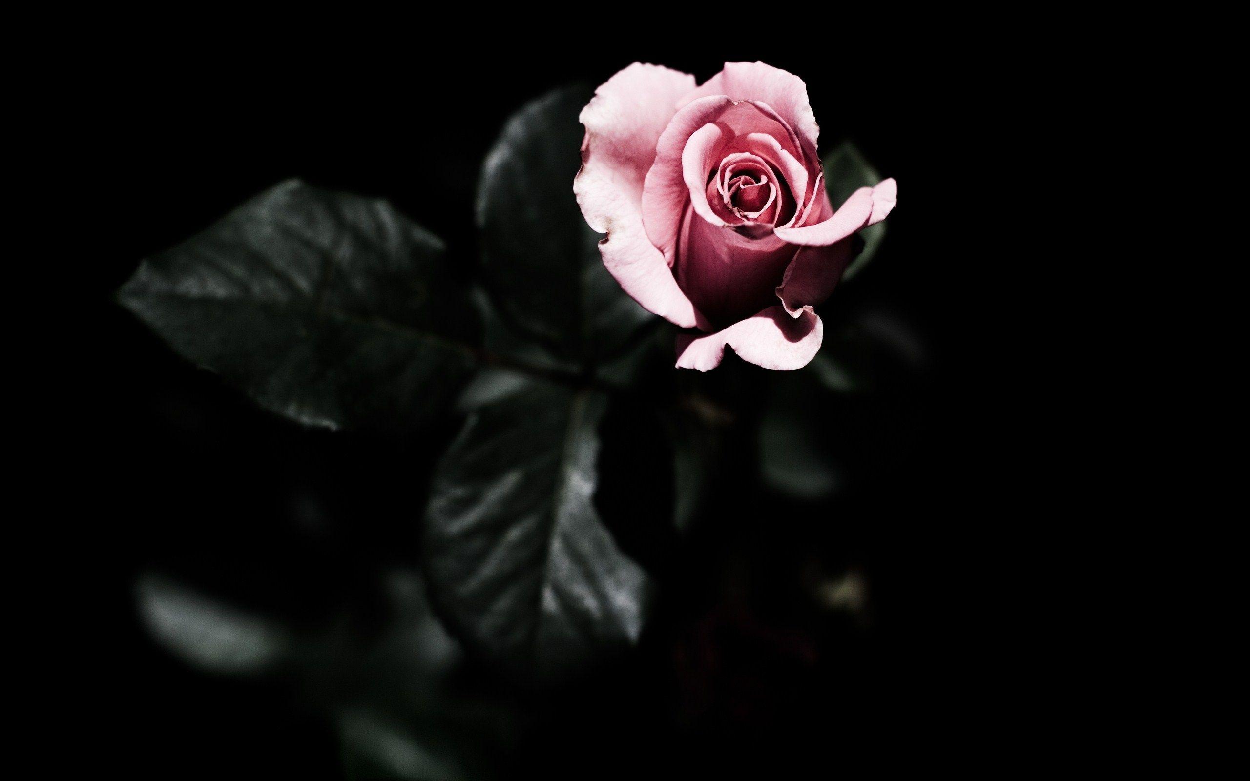 View Rose Pink Dark Flower Wonderful HD Wallpaper: Dark Flower