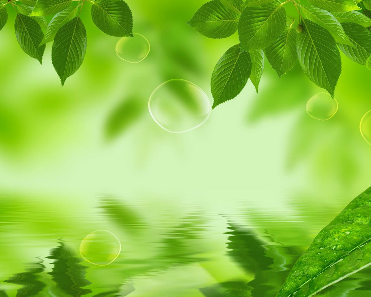 Wallpaper For > Green Leaf Background