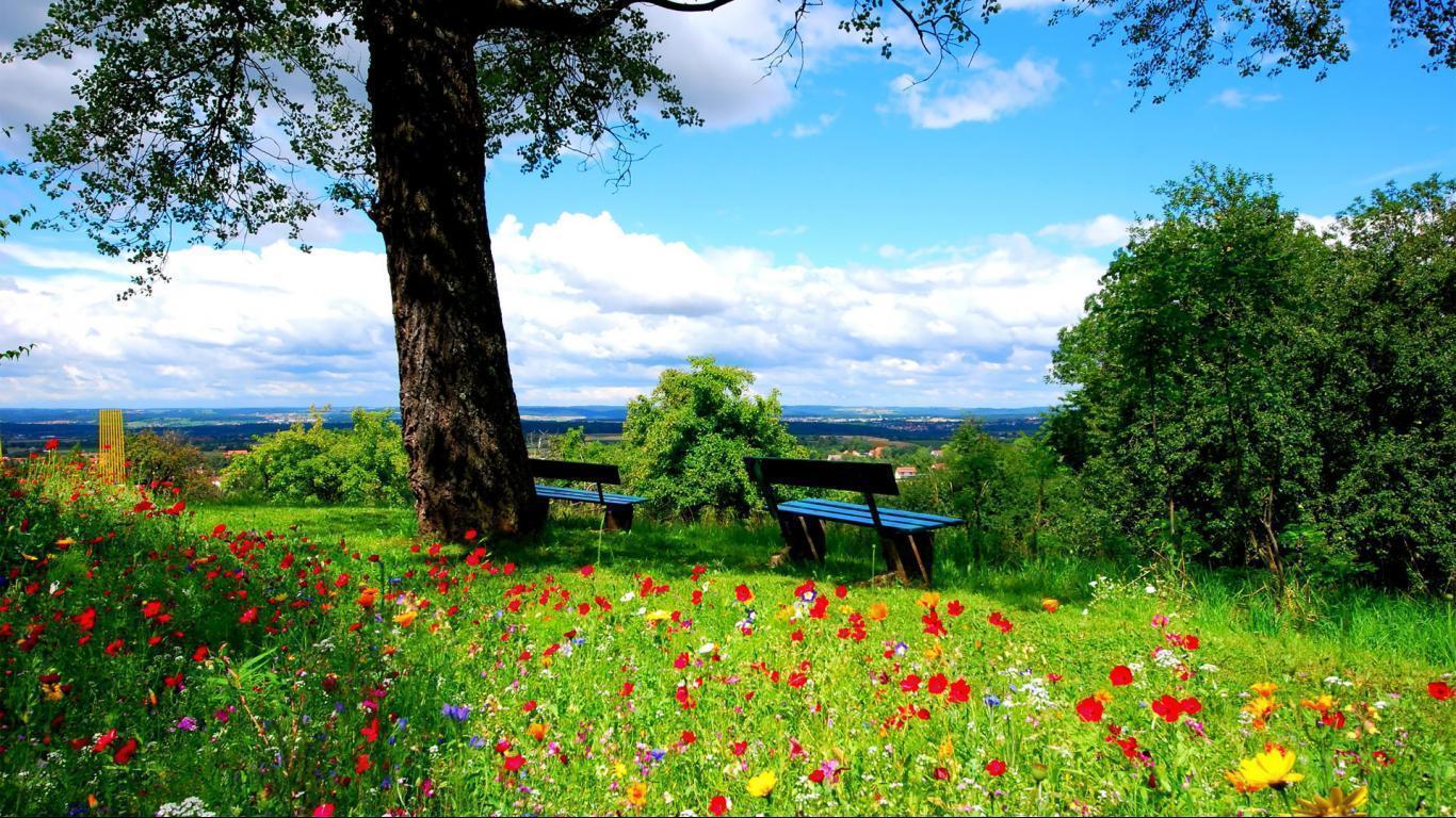 Flowers in the park HD wallpaper background 1366x768 widescreen