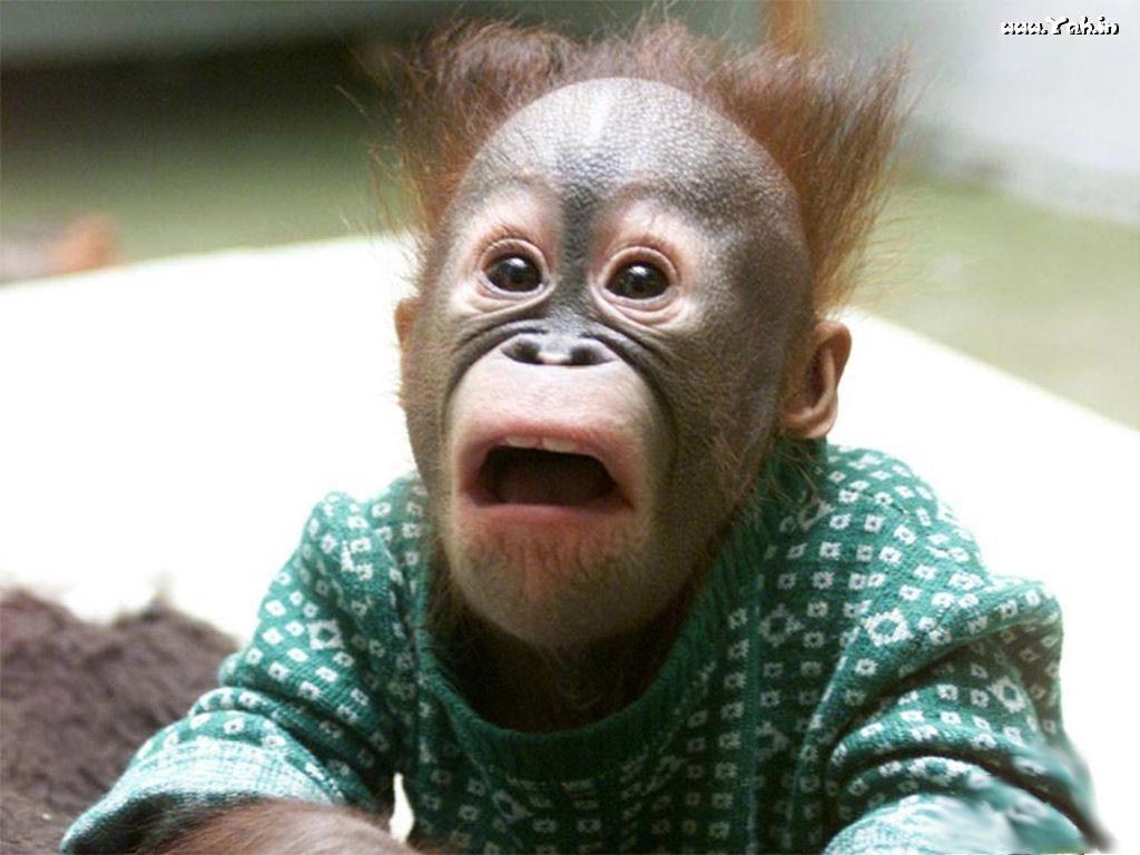 Animals. Orangutang Baby Monkey