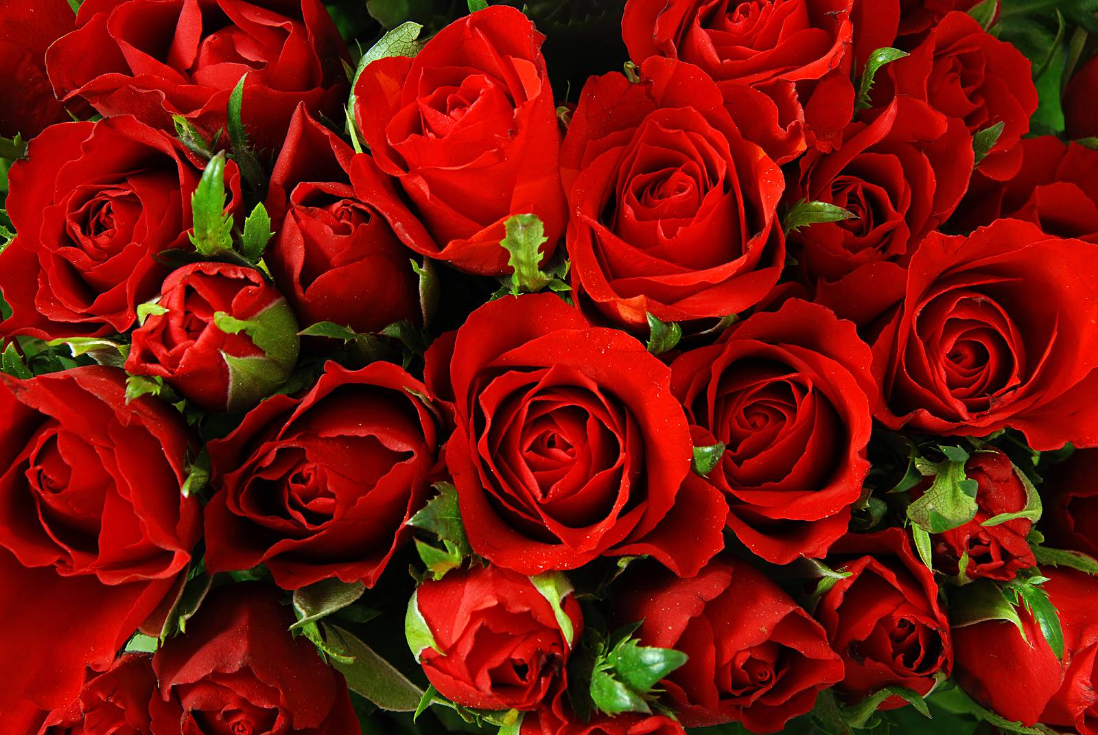 Red Roses BackgroundBullockb