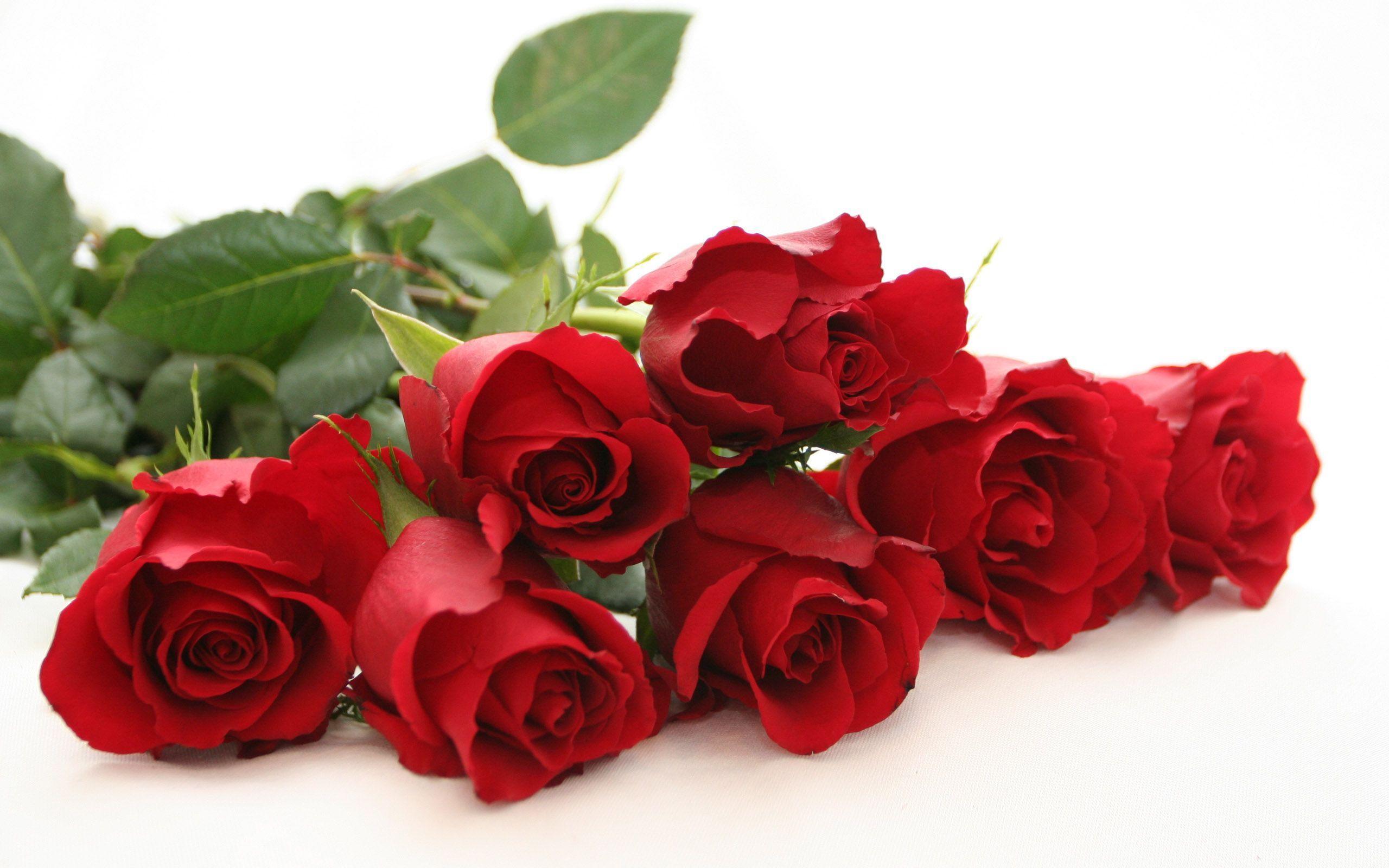 Beautiful Red Rose Flowers Picture 513 Full HD Wallpaper Desktop