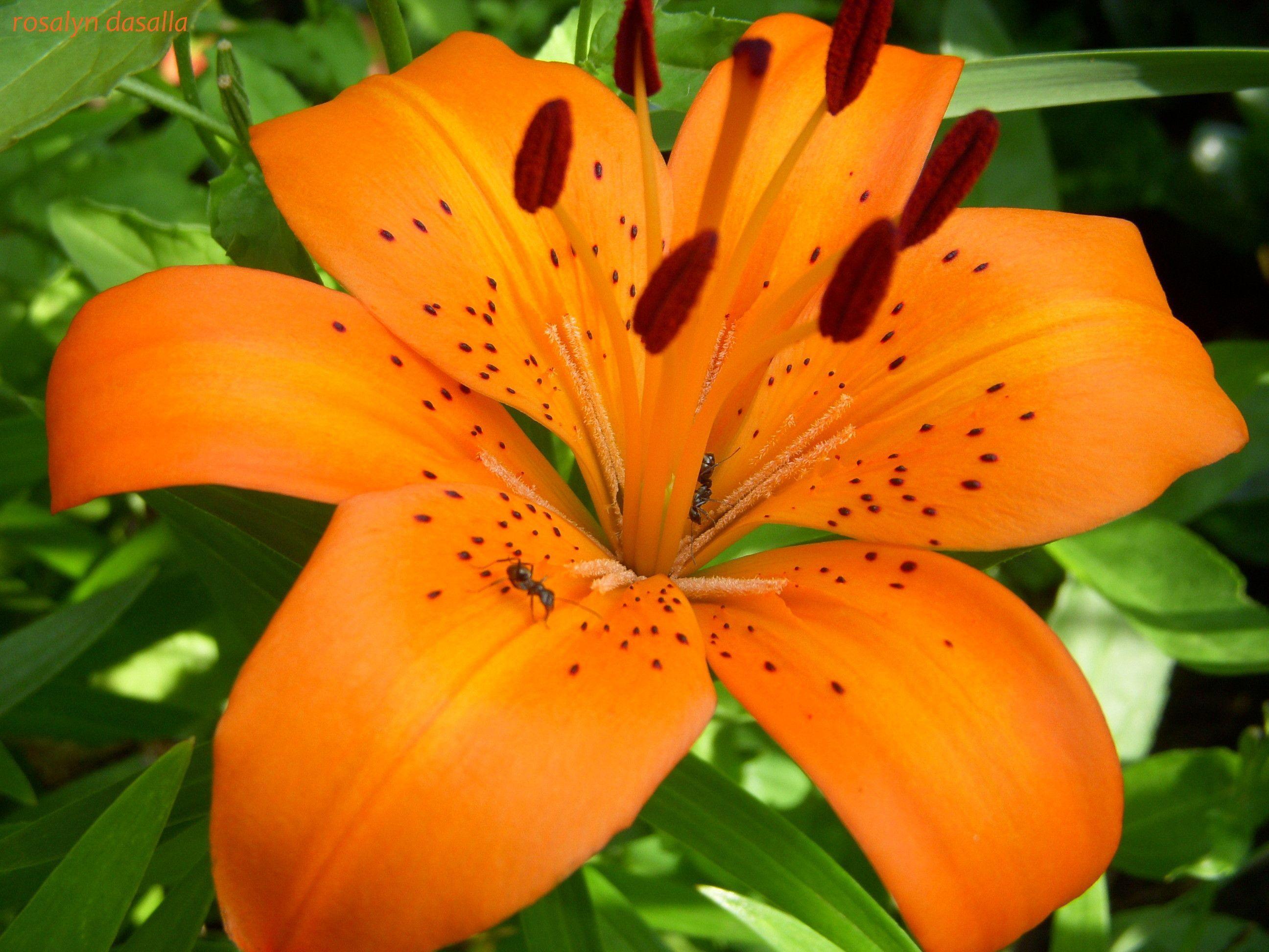 Tiger lily flower