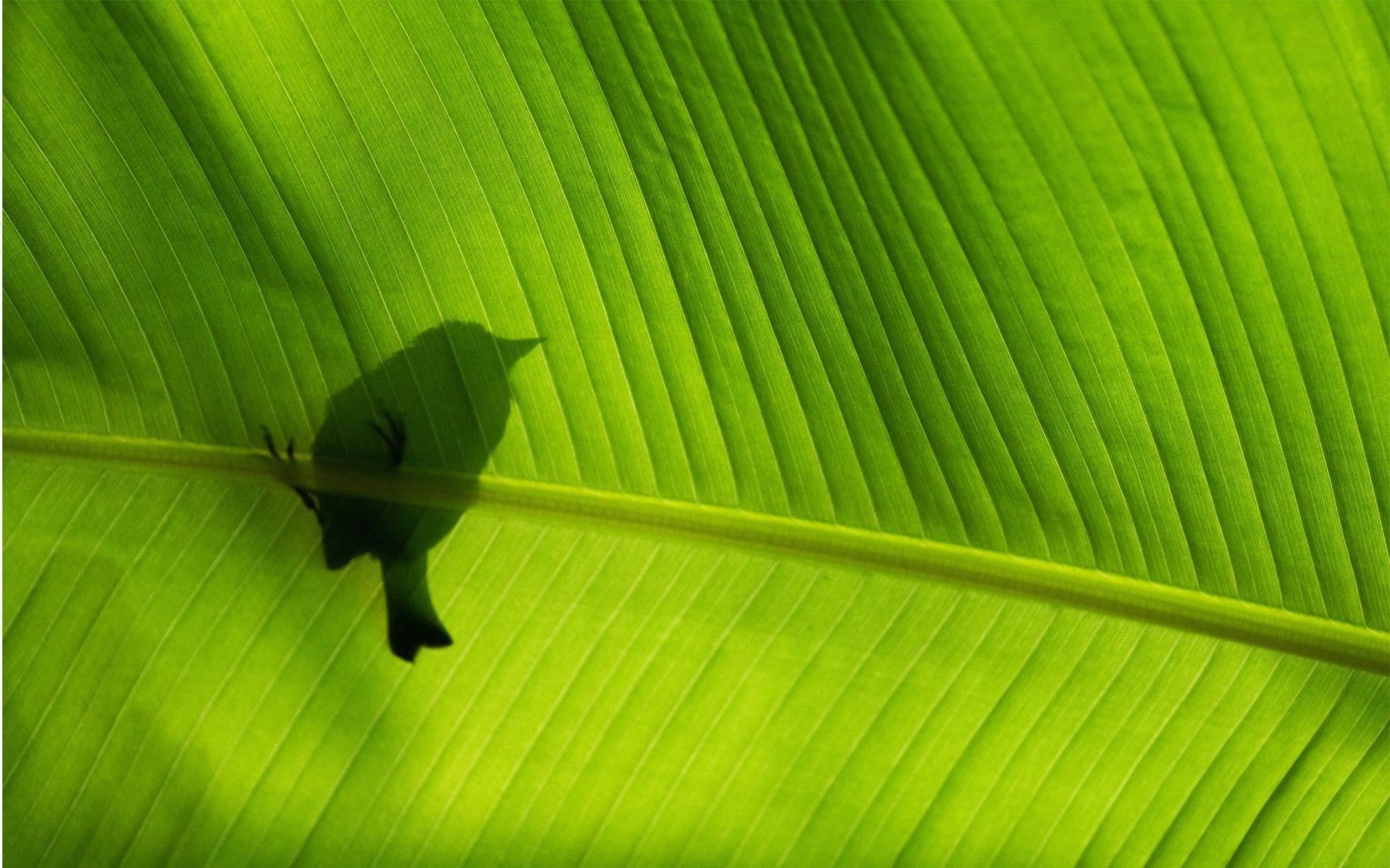 Bird Silhouette Behind Green Leave Wallpaper and Photo Download
