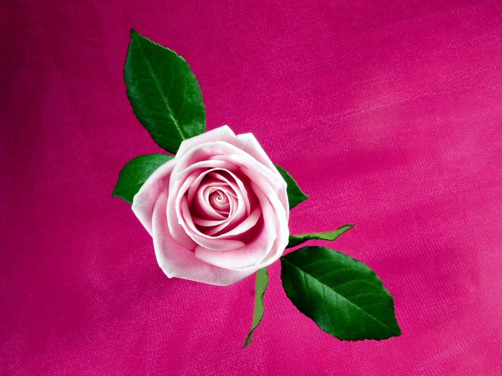 Cool Pink Rose Wallpaper