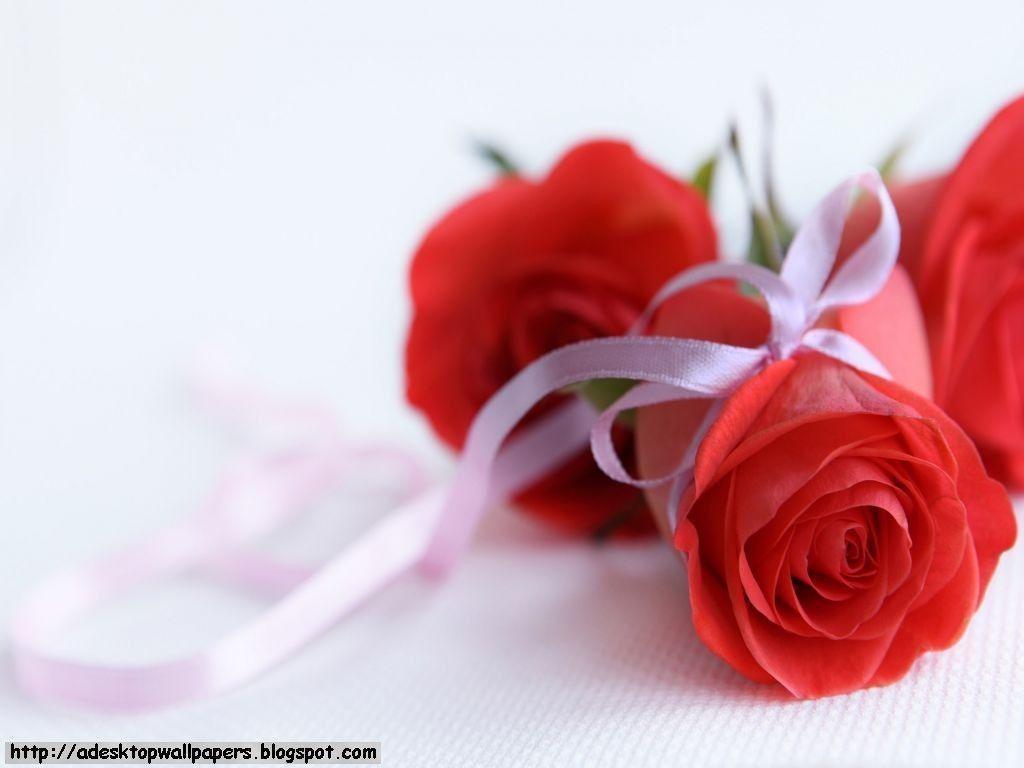 image For > Beautiful Rose Flowers Wallpaper For Desktop Background