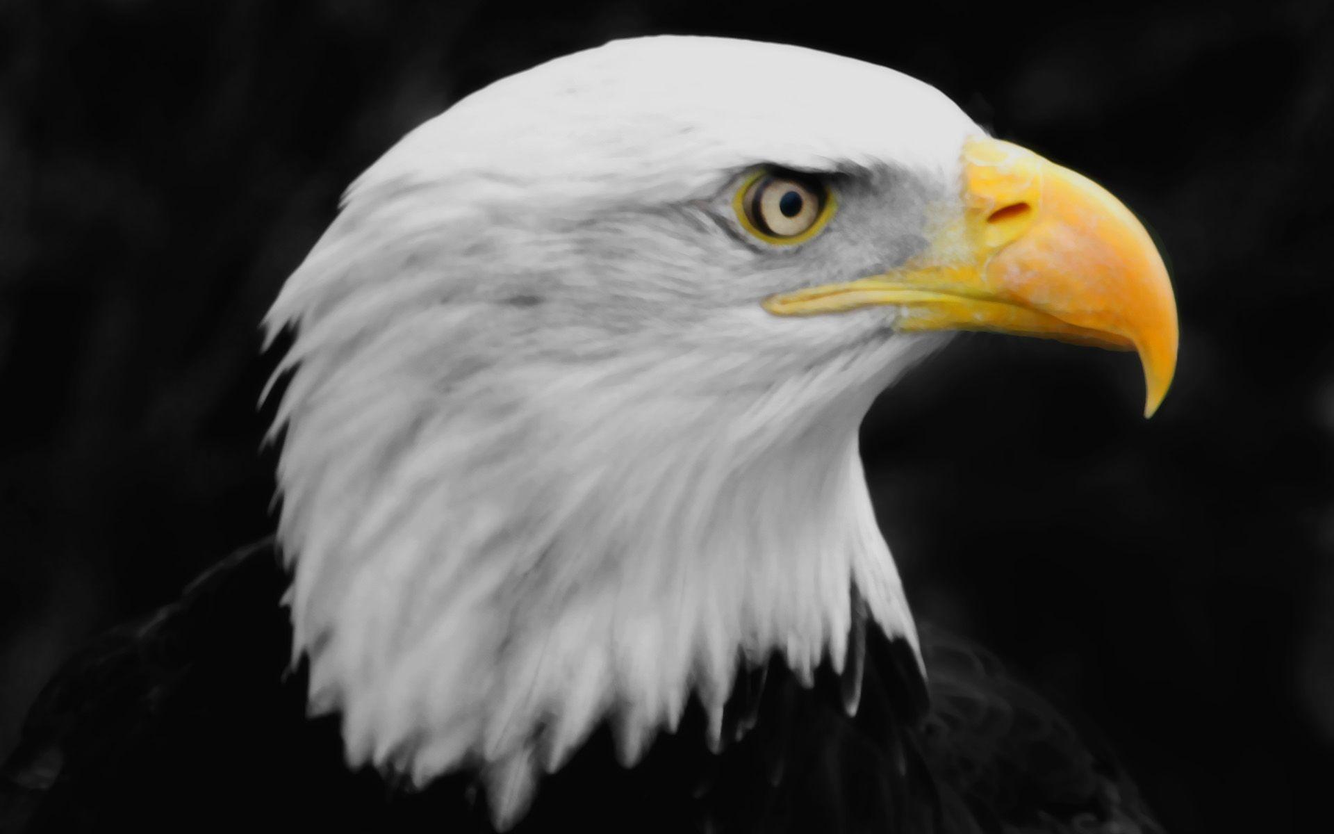 Eagle. Wallpaper HD free Download