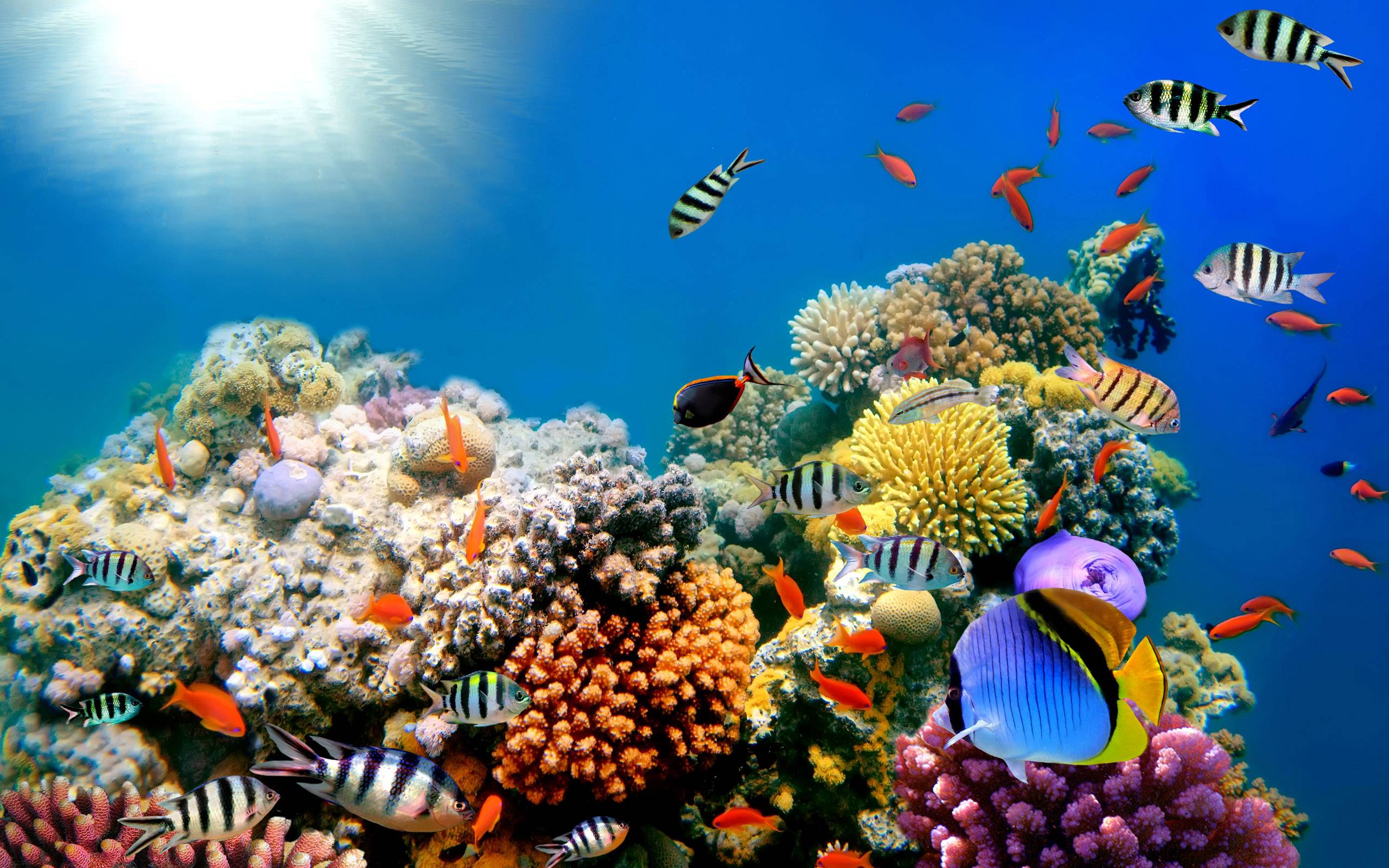 Coral Reefs Fish Background Wide or HD