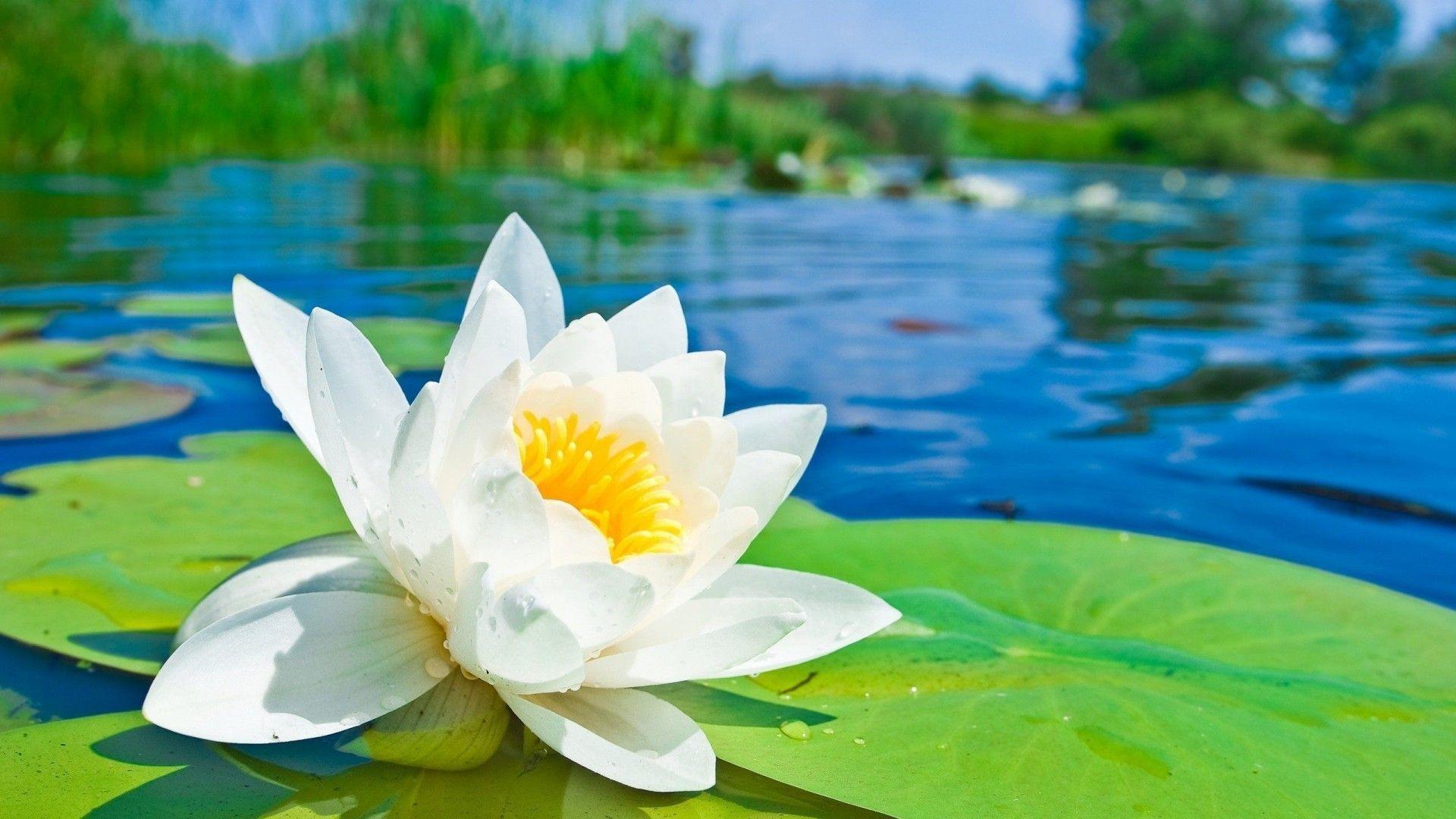 Water Lotus Flower HD Desktop Wallpaper Free Download