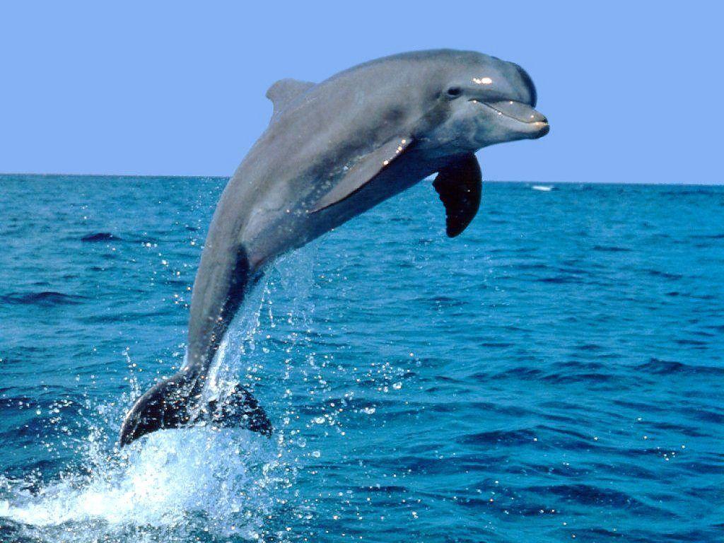 Dolphin Fish HD Wallpaper