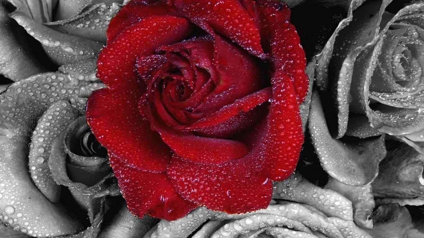 Flowers For > Red Rose Wallpaper For Facebook