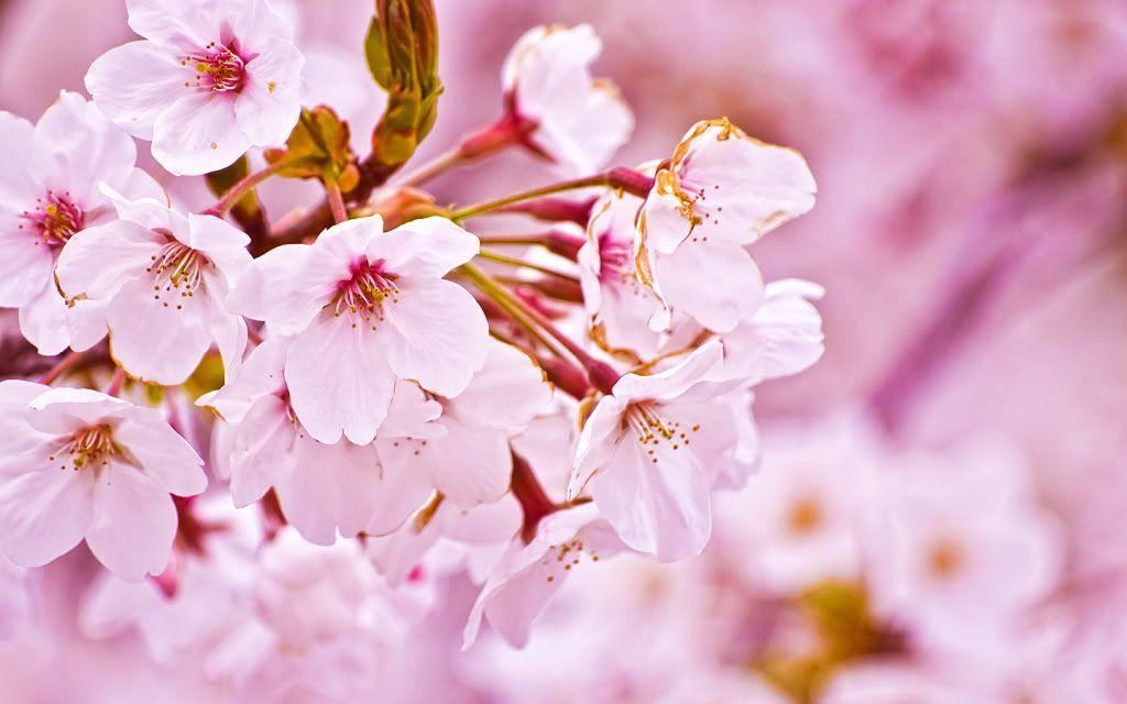 Wallpaper Sea: cherry blossom background