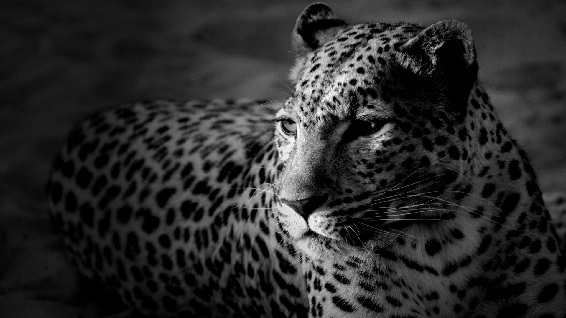 White Leopard Wallpaper 21003 1920x1080 px HDWallSource