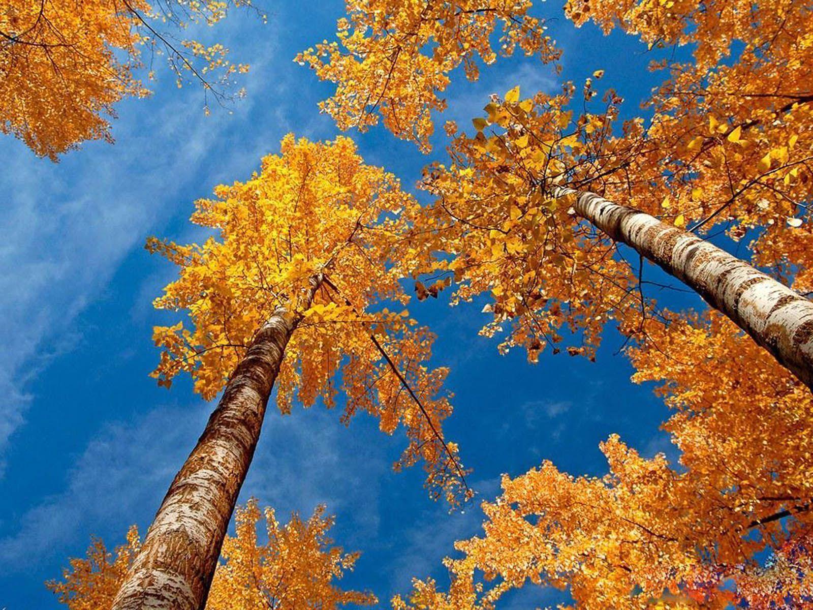 Beautiful Autumn Scenery Wallpaper