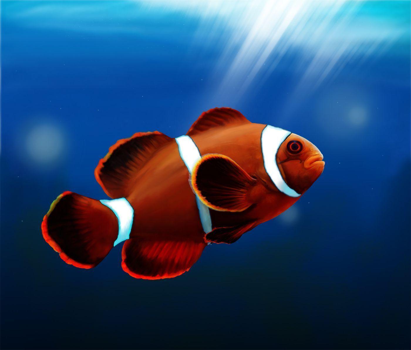 Cute Clown Fish Wallpaper For Android. Fish, Wallpaper, Cute