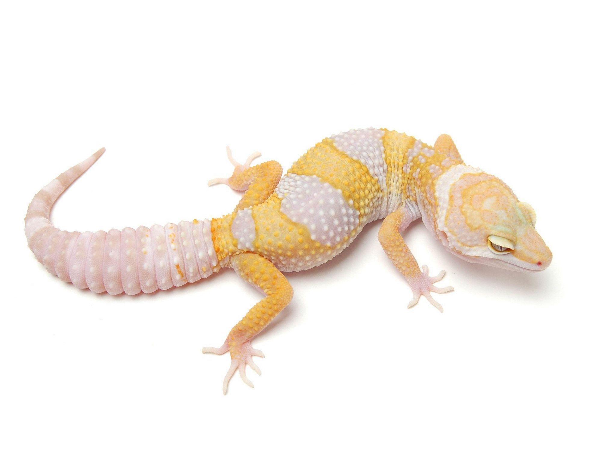 Albino Leopard Gecko Picture Wallpaper HD on ScreenCrot.Com