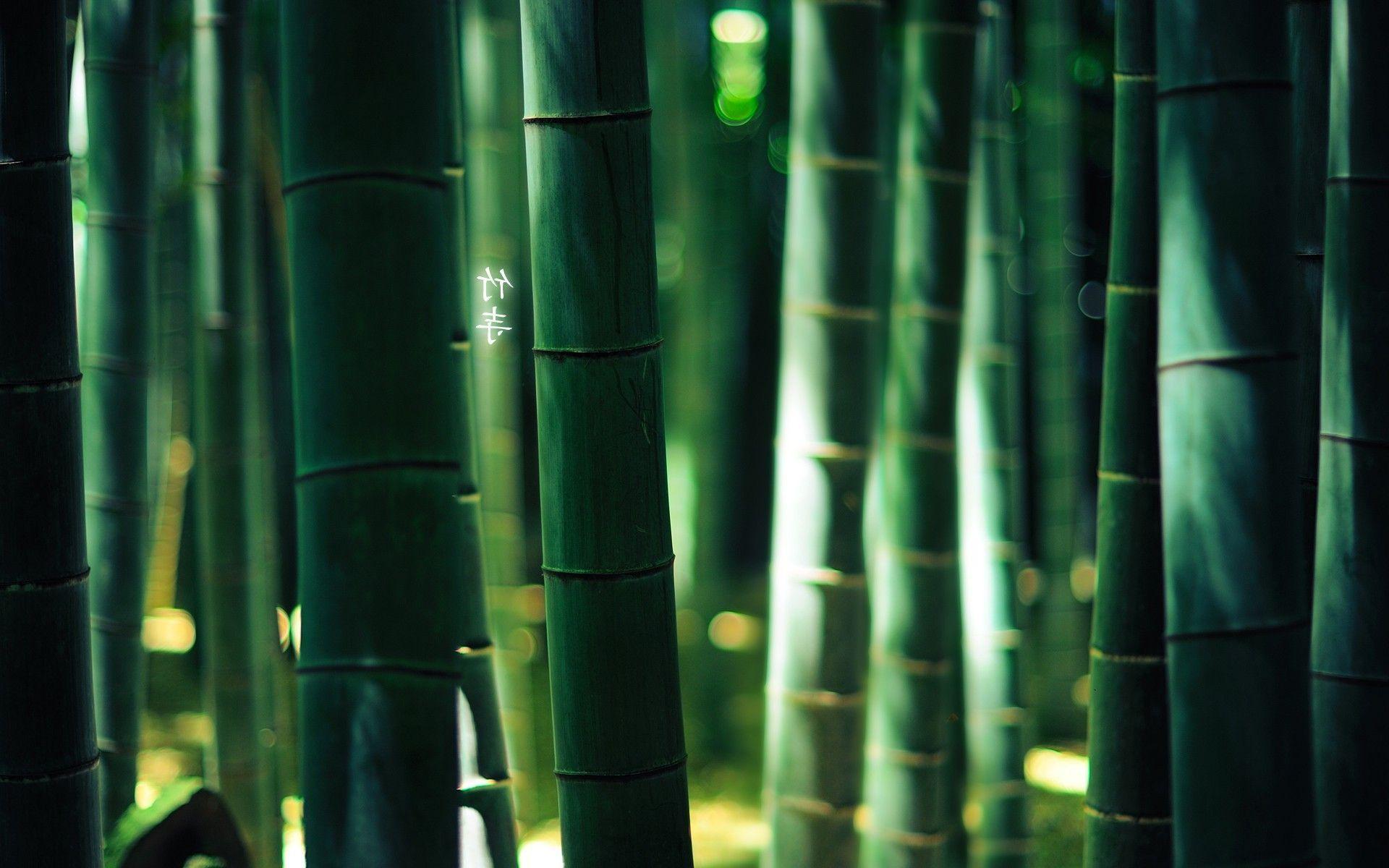 Background Picture Bamboo Green, Wallpaper, HD Wallpaper