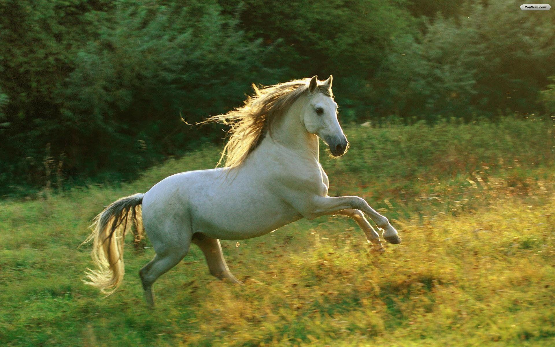 Wild Horse Free Desktop Background # 10 (7031) Animal