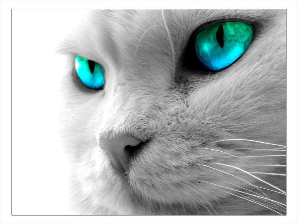 Cool Cat Desktop Background