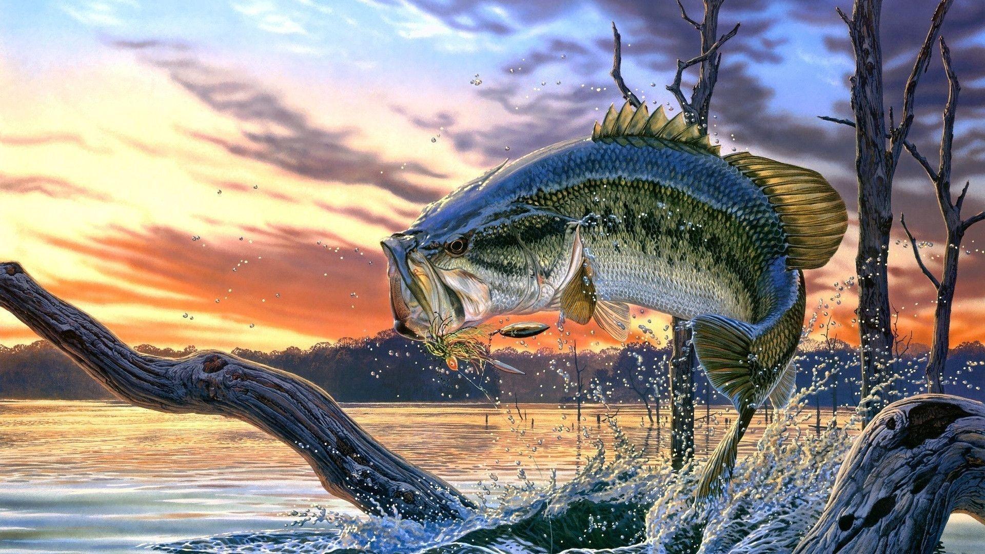 Wallpaper of largemouth bass Stock Free Image
