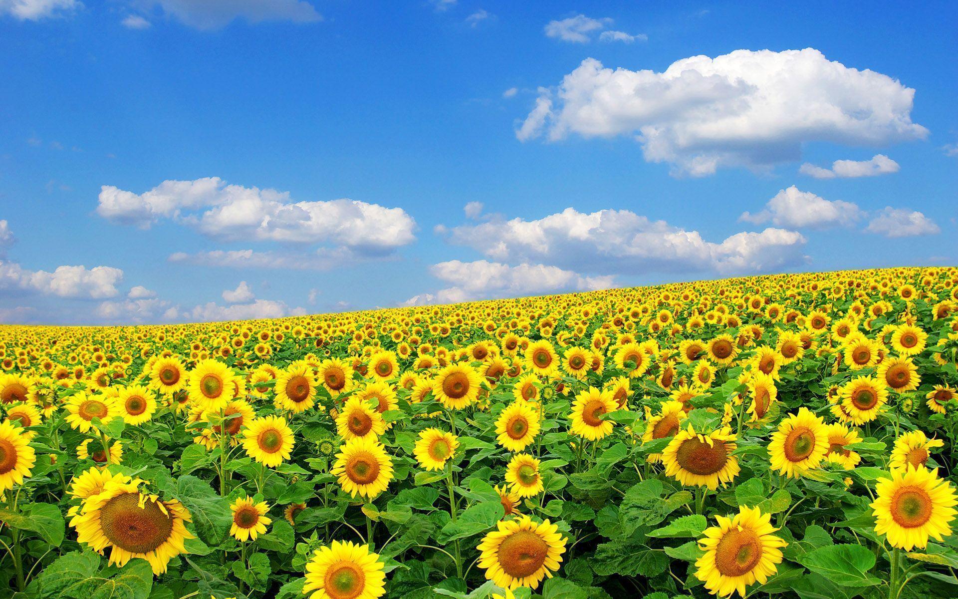 Field Of Sunflowers. Free Wallpaper World