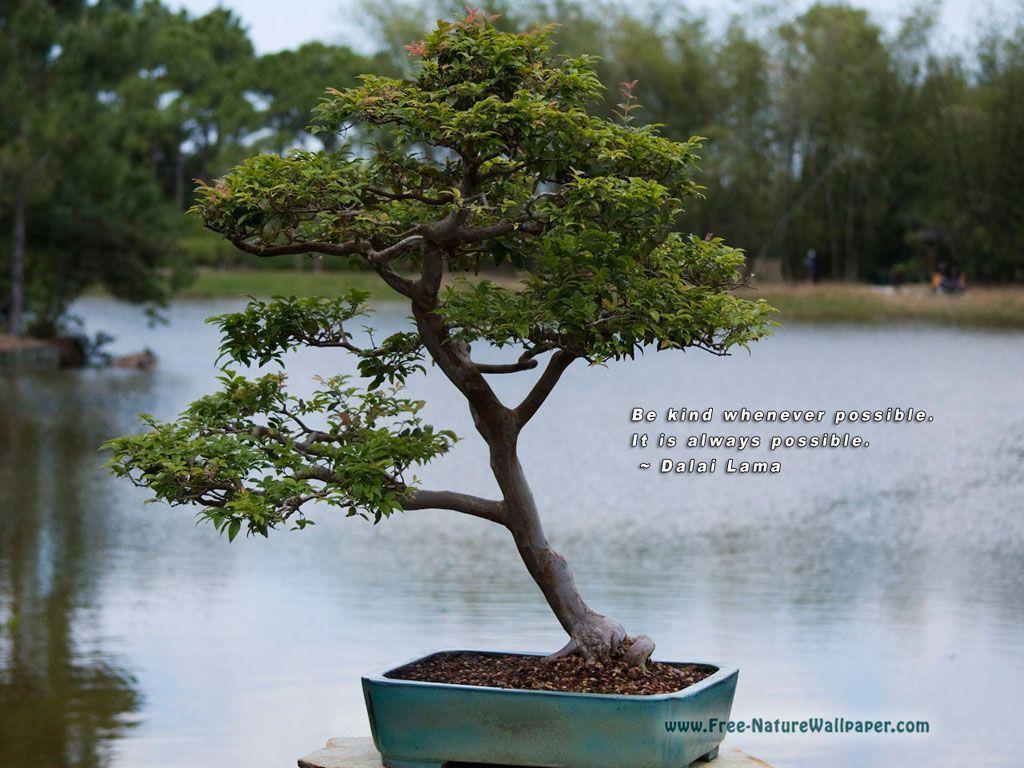 Quotes Wallpaper Picture. Bonsai Tree
