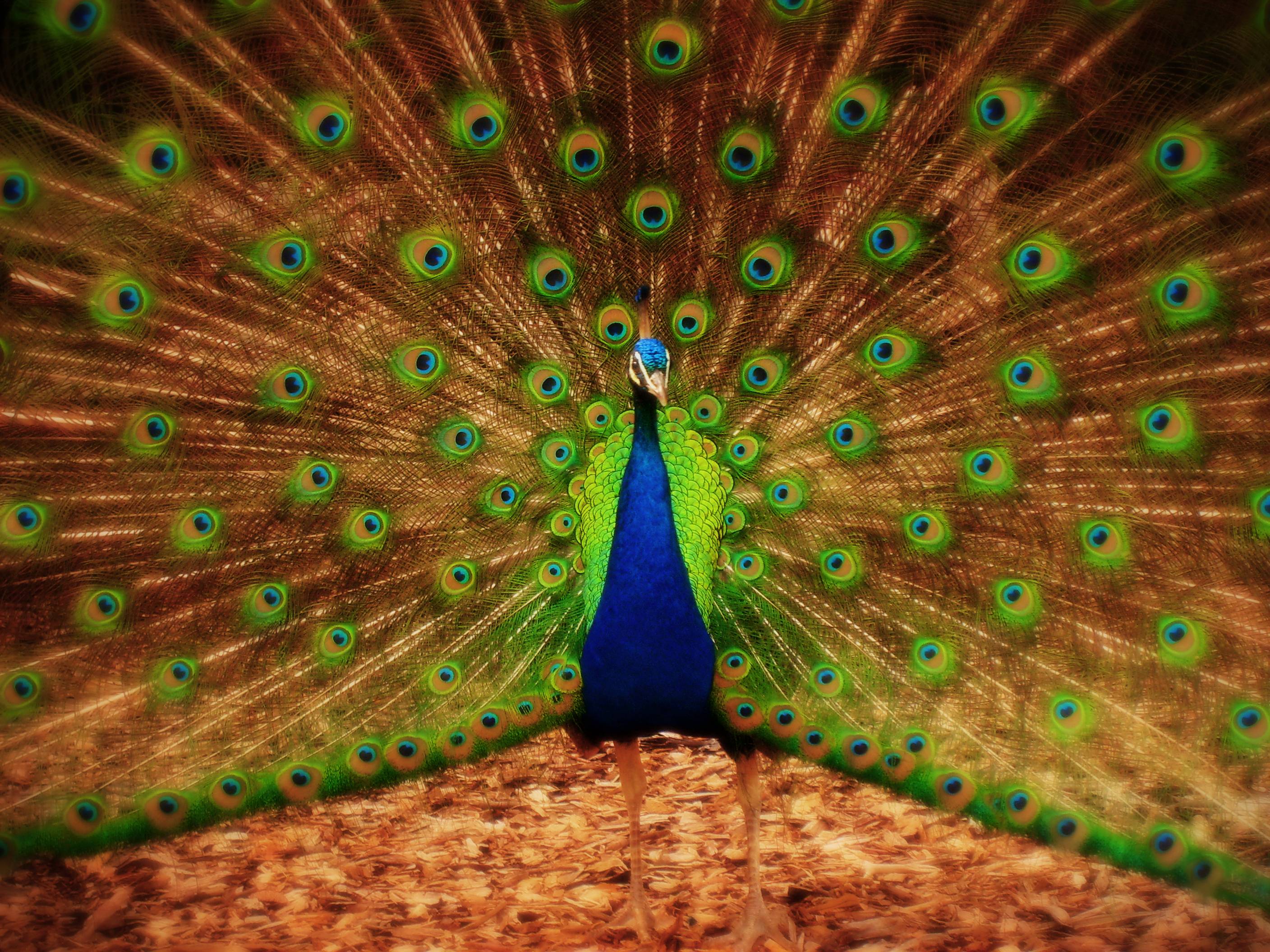 Best Peacock Wallpaper