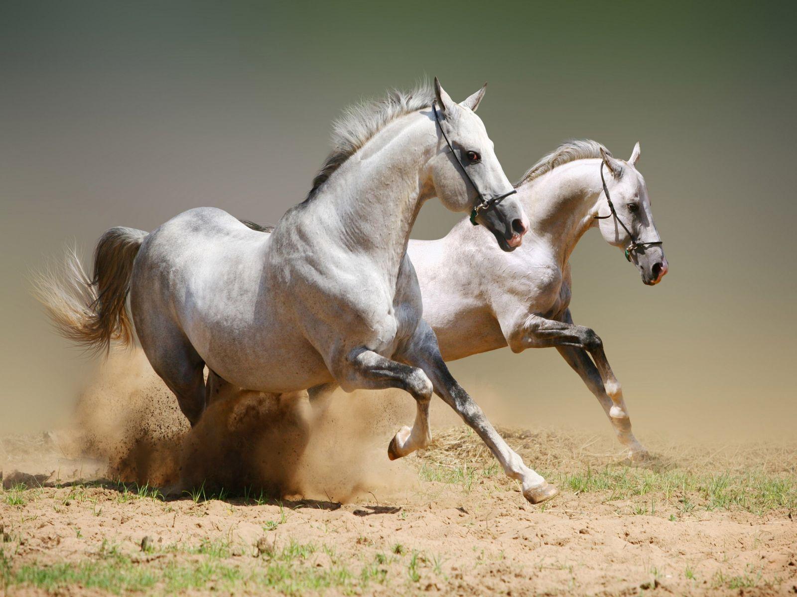 Pix For > Horses Desktop Wallpaper