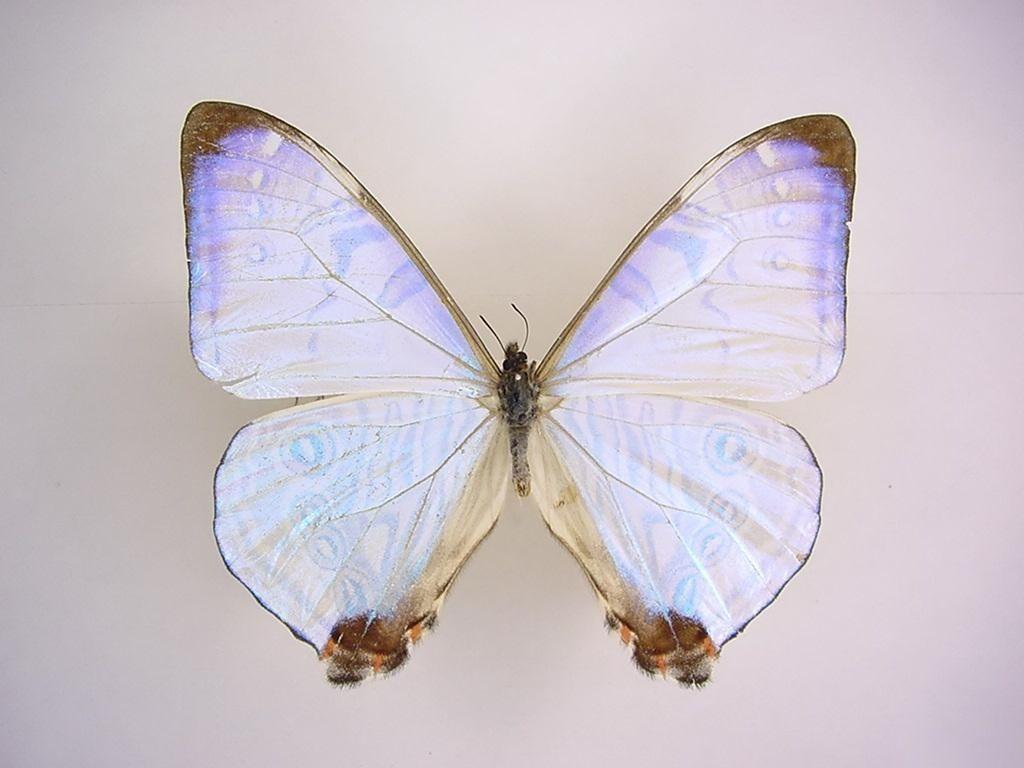 Desktop Wallpaper · Gallery · Animals · Butterfly Desktop