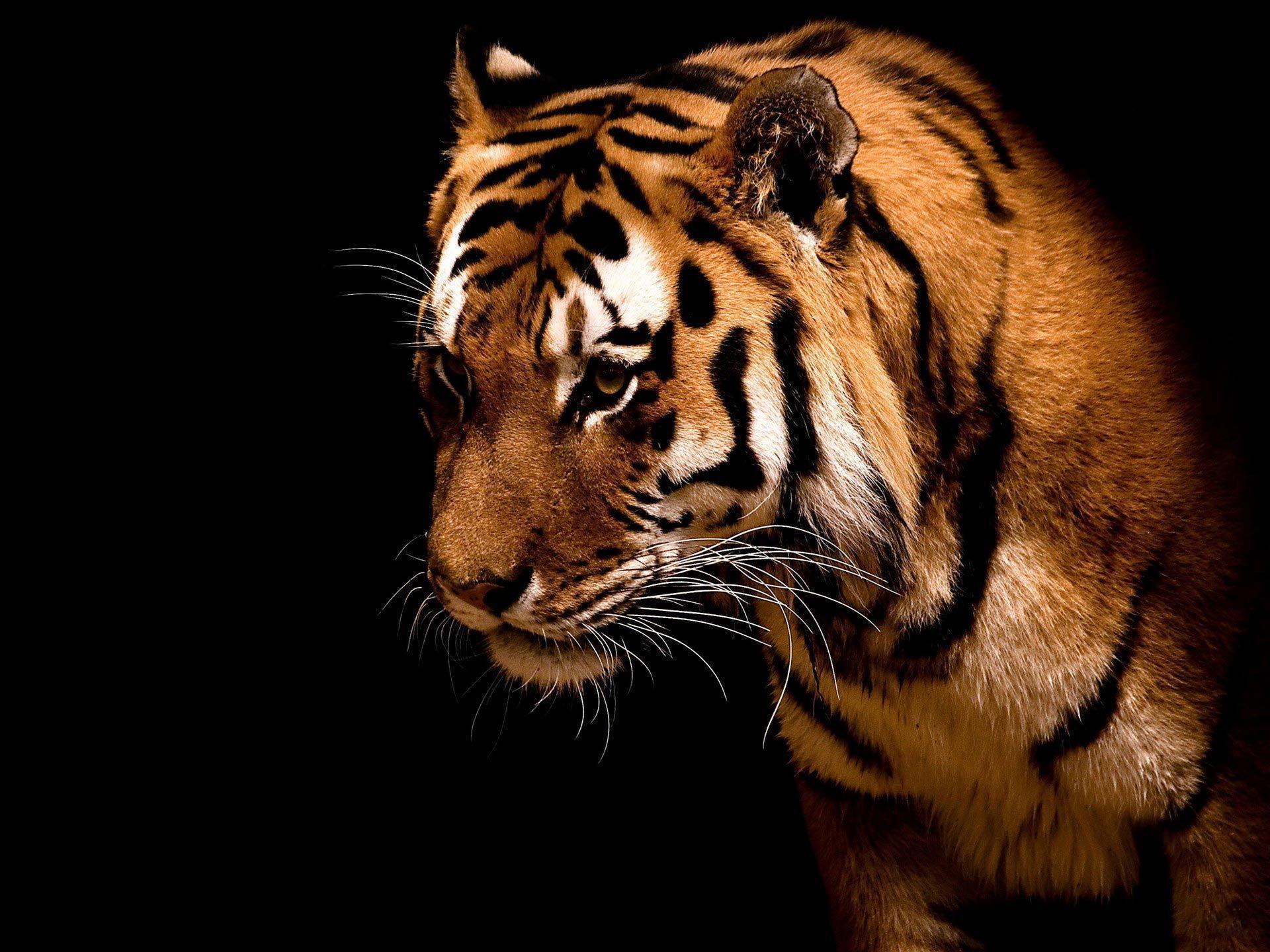 Desktop Windows 7 Tiger Big cat HD Wallpaper. High Quality
