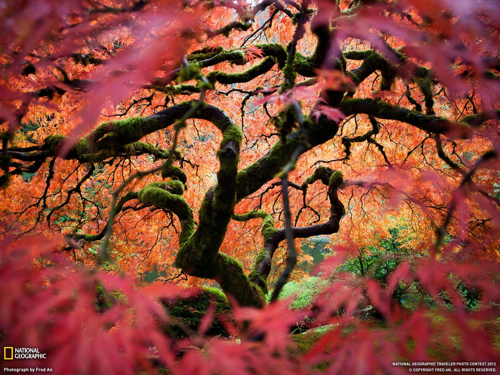 Japanese Maple Picture Wallpaper Geographic