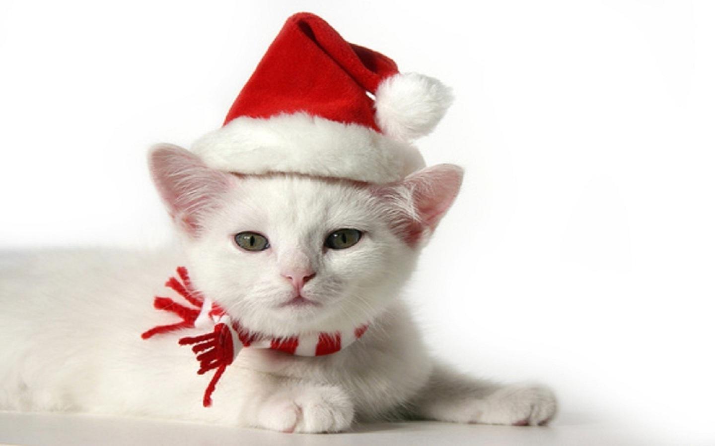 christmas kitten Christmas Kitten 1920x1200 of