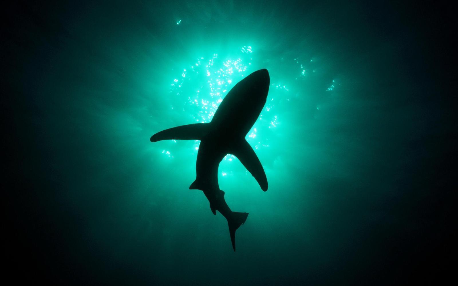 Silhouette of Great White Shark in the Deep Sea HD Wallpaper. HD
