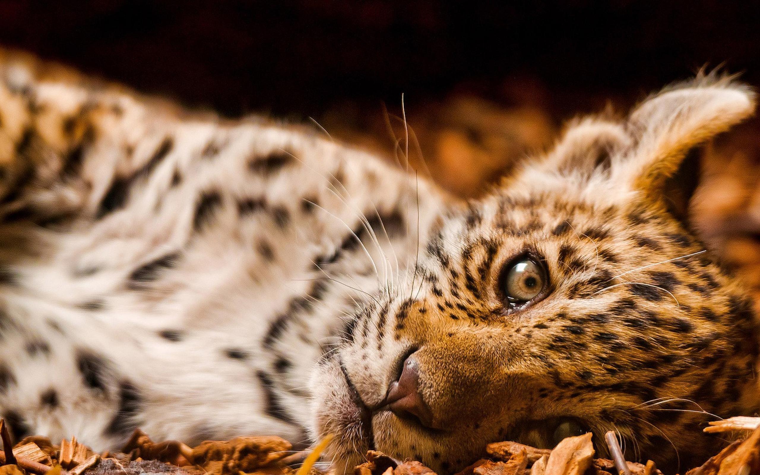 Leopard Cub Wallpaper