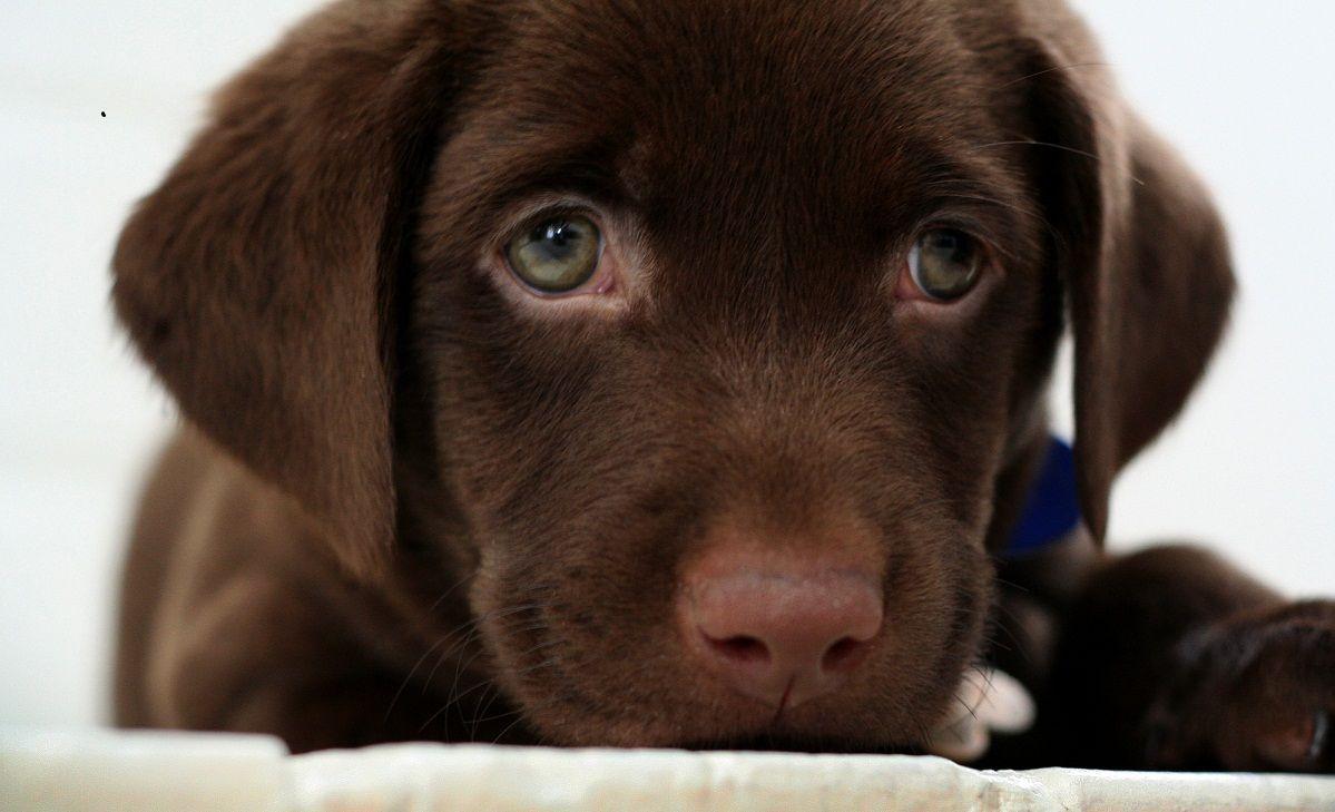 Related Picture Chocolate Labrador Dog Wallpaper Dog Wallpaper