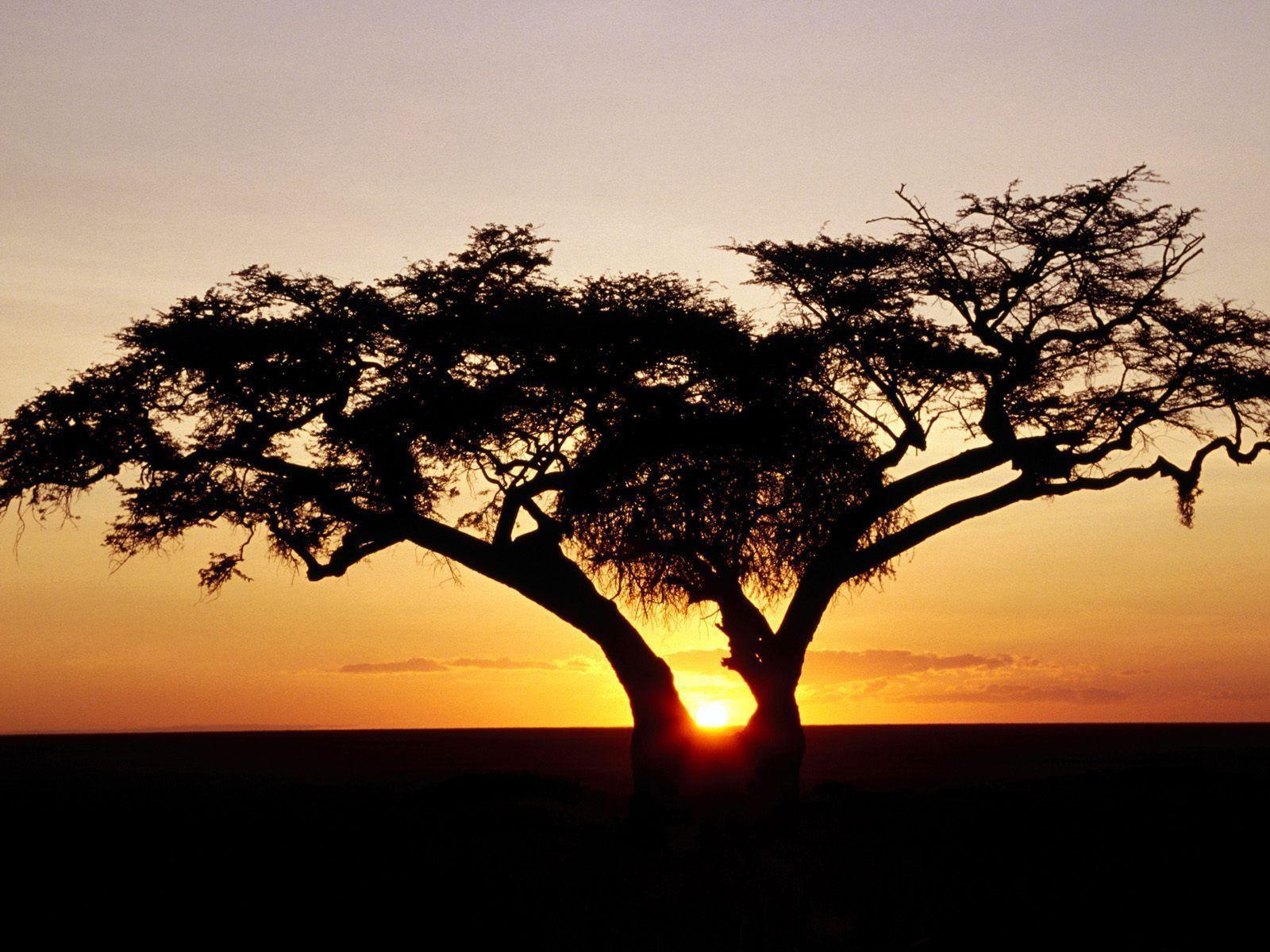 HD Wallpaper: 1600x1200 Nature Safari Sunrise, Africa Free