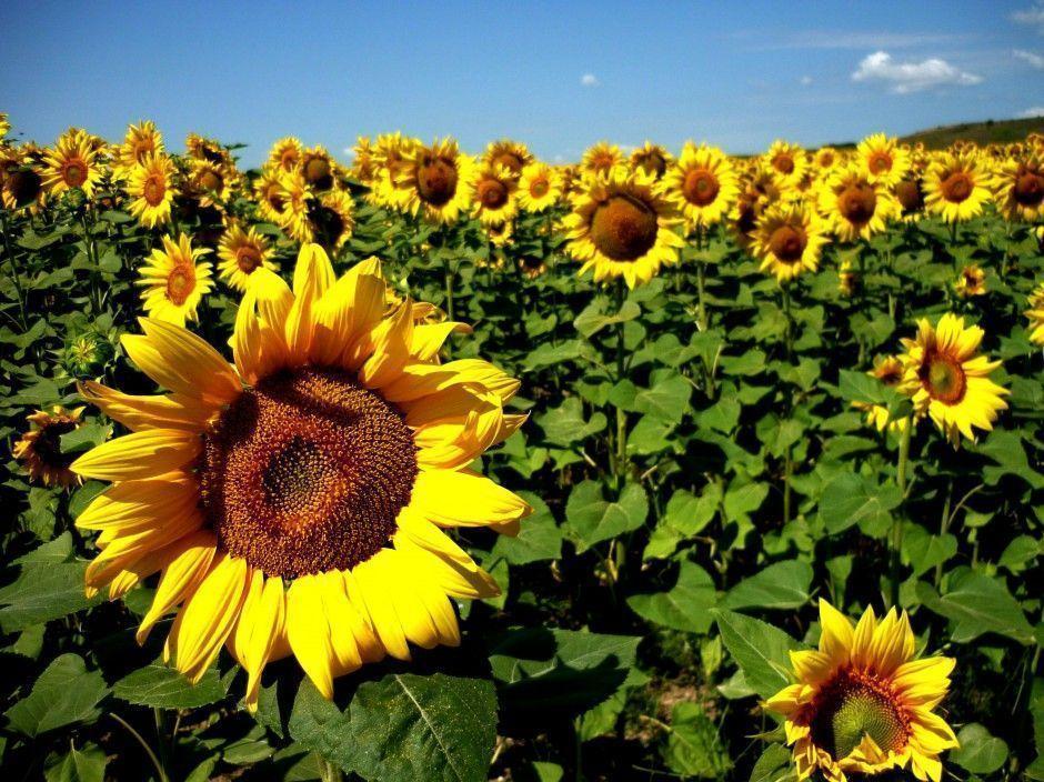 AmazingPict.com. Sunflower Background Image