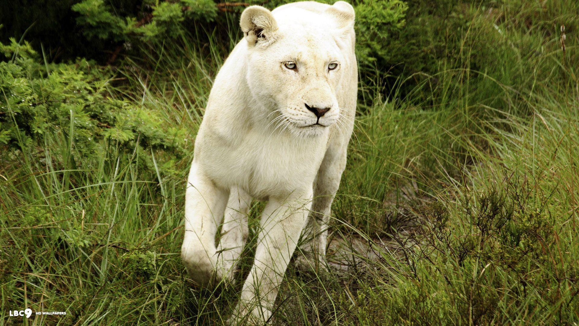 White Lion Wallpaper 39 44. Mammals HD Background