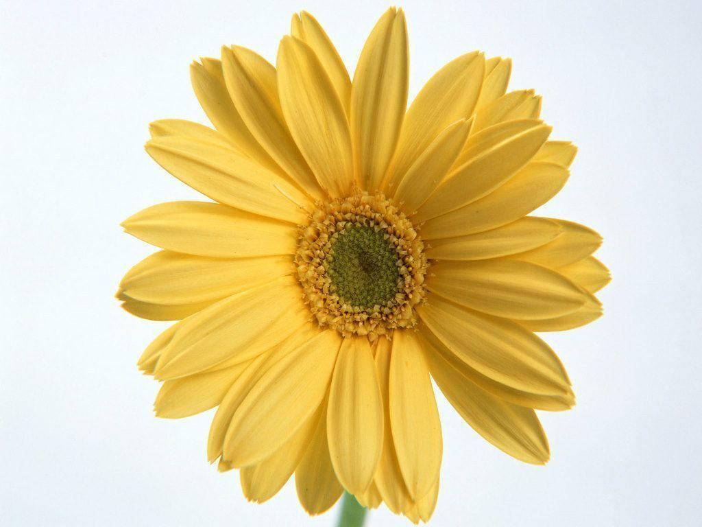 image For > Single Flower