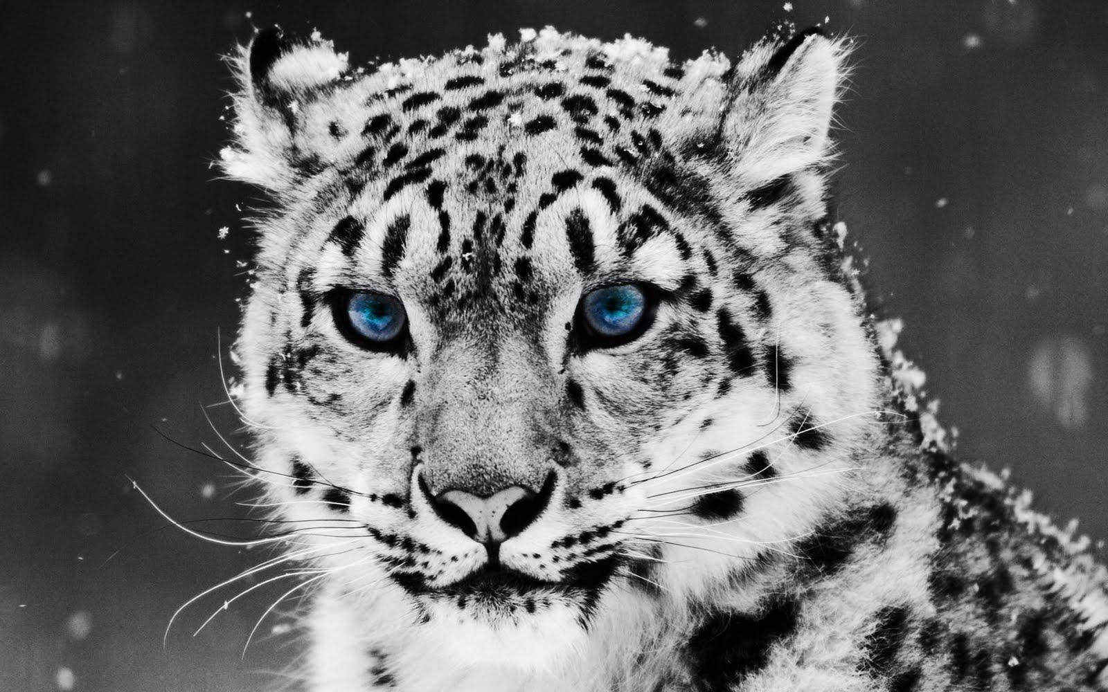 White Leopards HD Wallpaper. Snow Leopard Picture