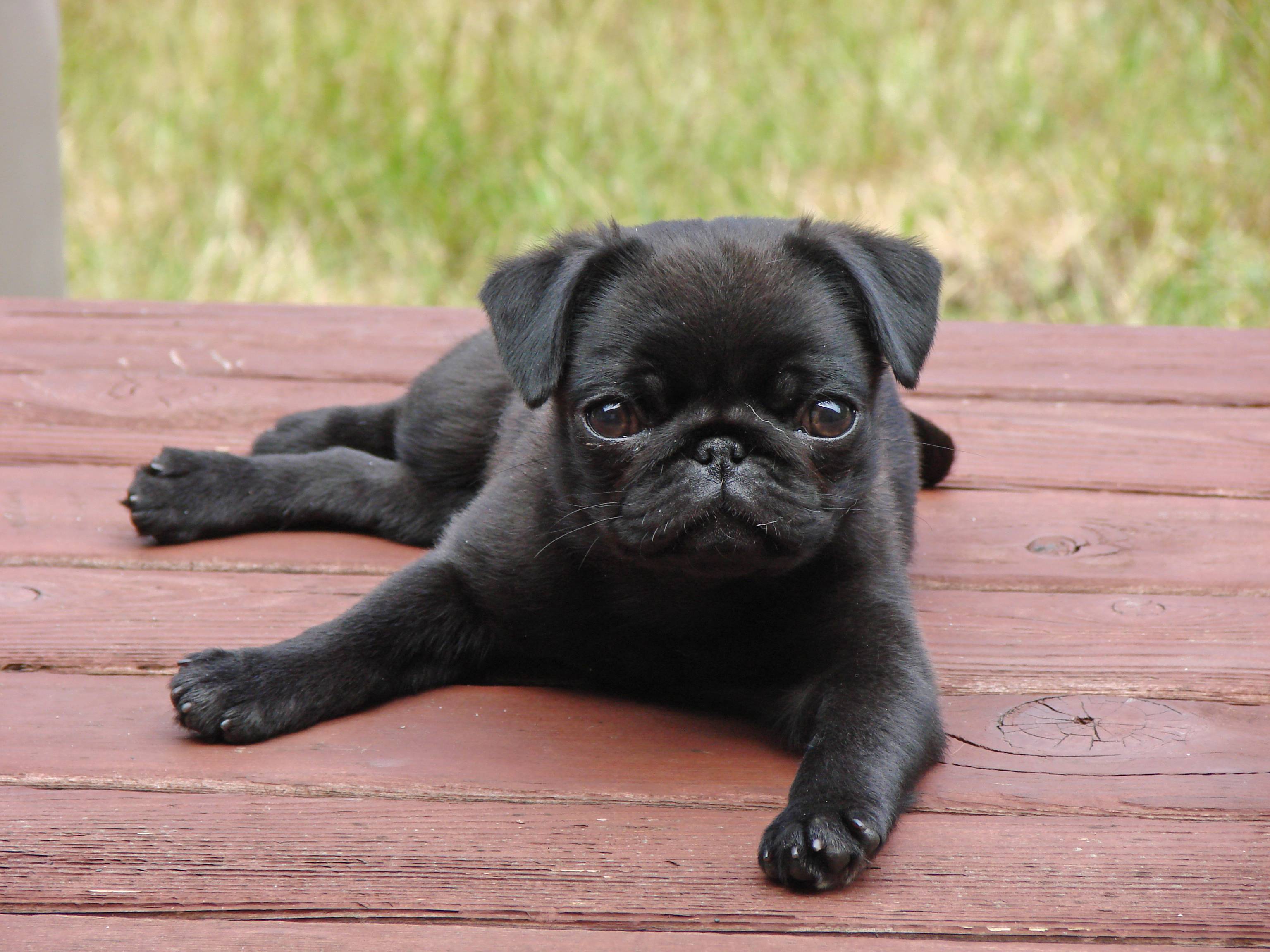 Pug Puppy Wallpapers - Wallpaper Cave
