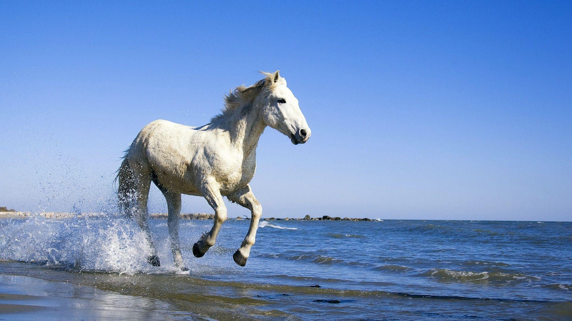 White Horse Running In Water Wallpaper