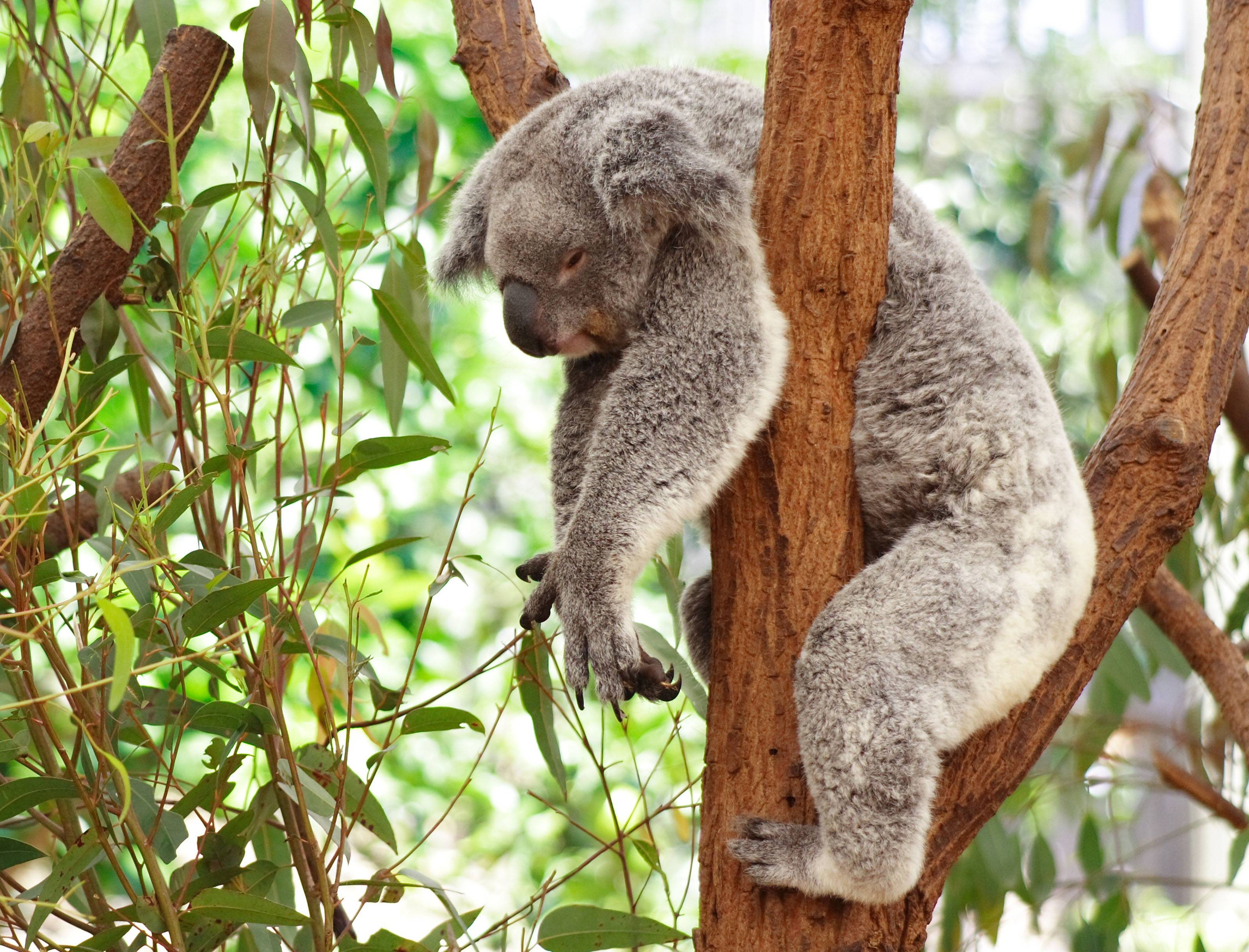 microwavable koala bear