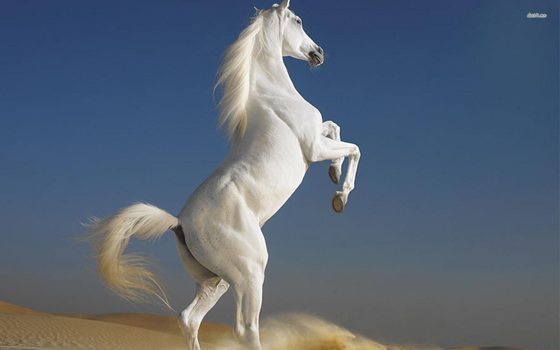 White Horse Wallpapers Wallpaper Cave