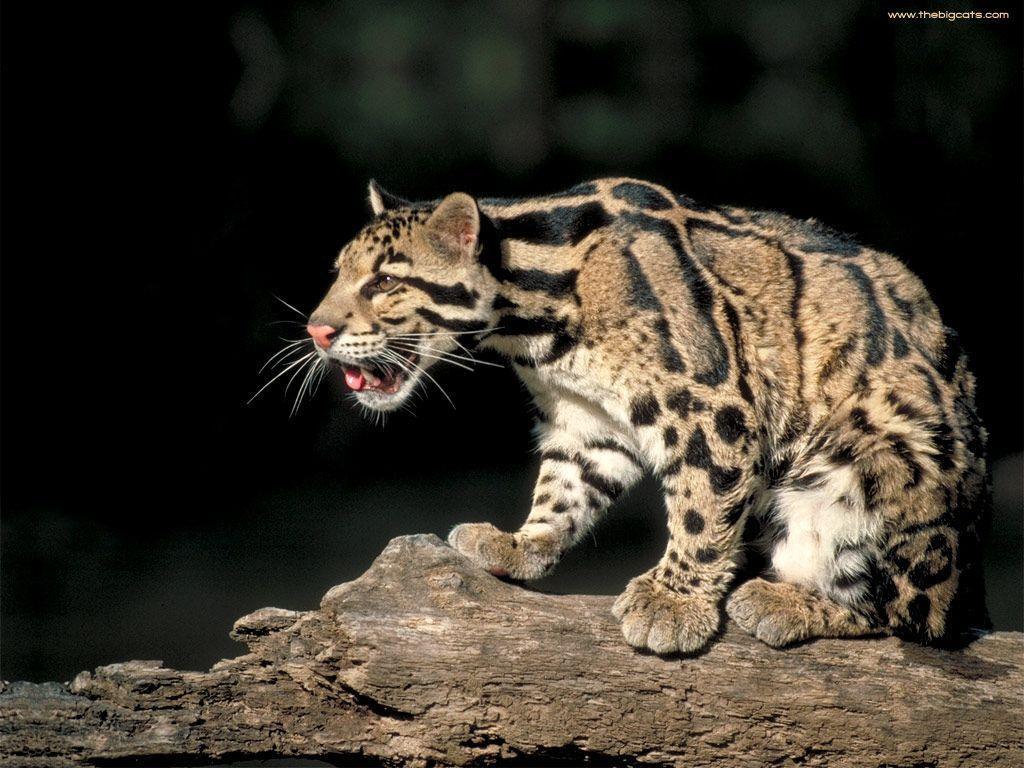 Big Cats desktop wallpaper leopard 1024x768